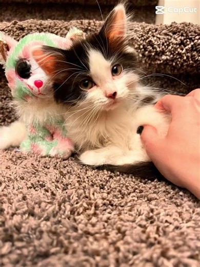 Evolution of Moscow. #cute #cat