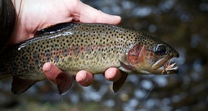 Opening Day of Trout Season Means More Than Just a Full Stringer