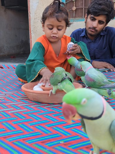 Cute baby parrots #parrot #parrotlovers #parrotlife