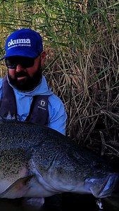 6.5K views · 50 reactions | When you're chasing big Murray cod you need a braid that you can trust. The Full Scale - Fishing Adventures host Lubin Pfeiffer runs through his go-to big cod, big water braid. Fish on! . . #fishing #murraycod #codfishing #fishplatypus #bionicbraid #bionicx9 #platypusfishing #australianmade #madeinaustralia #tackletactics #letsgofishing | Tackle Tactics | Facebook