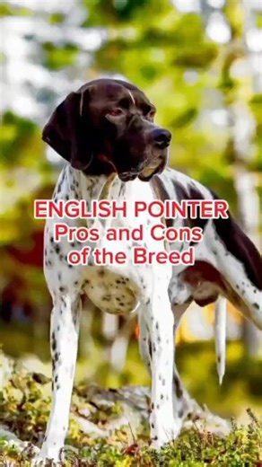 ENGLISH POINTER. Pros and Cons of the Breed #dog #dogtraining #puppy #dogcoach #dogshorts