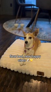 6.1K views · 6.8K reactions | Bella is loving this new cozy spot! Watching her sniff it out, get comfy, and settle in is the cutest thing ever 殺 If you want to spoil your pup like Bella, you can use her little code HEREBELLA for a 5% off. ☺️ https://amzn.to/3MtOxtp #HappyPup #CozyDogLife #BellaMoments #DogUnboxing #TailWagsForDays | Here Comes Bella | Facebook