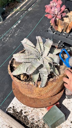 Cactus Quest on Instagram: "Better with music."
