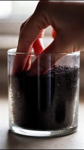 growing Pansy tree from seed #timelapse#plants | heart feeling