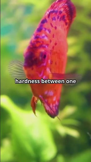 Ideal Water Conditions for Discus Tank 🐠