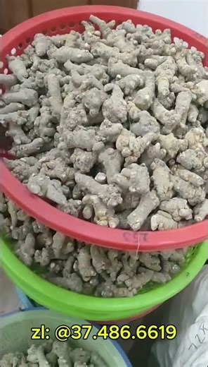 Nay lên cho các bác củ tam thất nhà em nhé ạ !