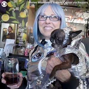 6.6K views · 46 reactions | PUPPY PROM: Dogs dressed in their best outfits attended a puppy prom in San Diego. Sir Fritzle von Vicious was crowned as king while Sparkle was crowned as prom queen at the Helen Woodward Animal Center | KTVN 2 News | Facebook