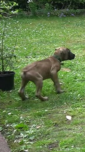 Cane Corso and his protection instinct | #shorts