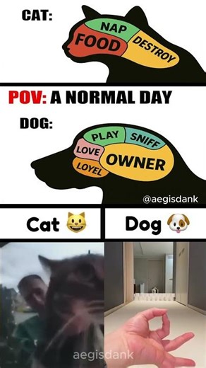 Cat vs Dog: The Ultimate Meme Showdown 🐱🤣🐶