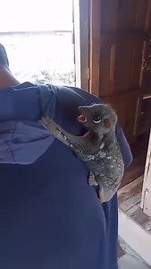 3.8K views · 21 reactions | Colugos are arboreal gliding mammals native to Southeast Asia. You also probably never knew they existed! | Proudly Mauritius | Facebook