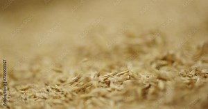 Optimizing Oat Grains: Detailed Insight into Seed Treatment Processes
