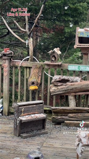 Squirrels and Chipmunks at the Diner, Peanut Butter Club ,FYP, #wildlife #chipmunks #squirrels