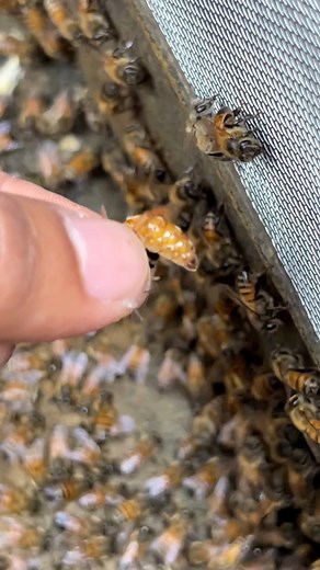Catching the queen bee in bottom bee tank #beekeeper #bee #honey #amazing #beefeater #beekeeping | ទឹកឃ្មុំកសិករ ខេត្តកំពង់ចាម