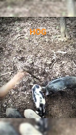 My First Hog hunt With Spear #chase #hunting #hunting #nature #boarhunting #hoghunting