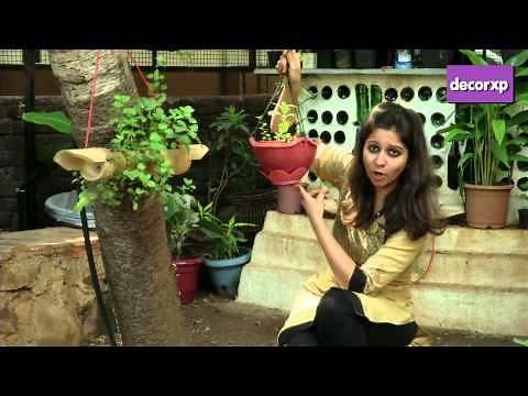 How To Plant Mint & Peppermint?