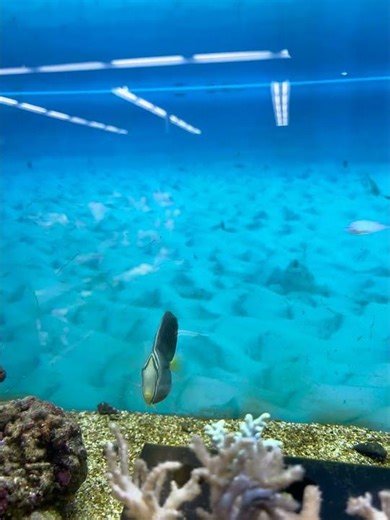 Beautiful MARINE FISH 🐠