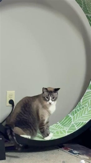 Cat Exercise Wheel