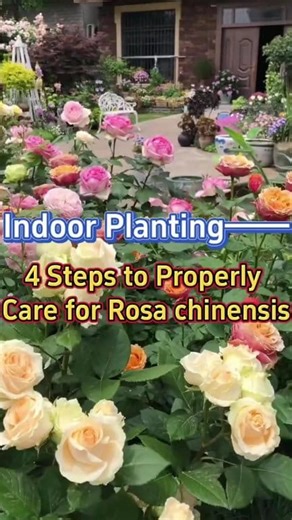 4 steps to properly care for rosa chinensis #homegarden #indoorgarden #indoorplants #houseplants #garden #plants #flowers #rosachinensis | Indoor Planting Tips and Garden