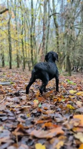 Only springer spaniel, cocker spaniel and sprocker owners will truly understand 🙌🏻 #dustinanderson