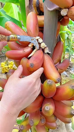 Relaxing ASMR Sounds of Juicy Fruits