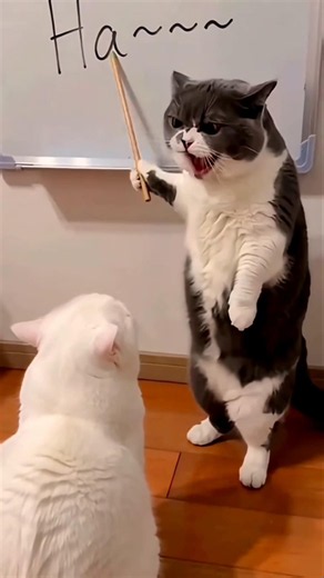 A Strict Teacher 🙀😺 #shortsfeed #shorts #fyp #comedy #cat #catcomedy #funny #funniestvideo #foryou