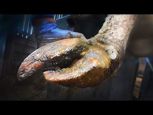 SAVING ANIMALS LIVES ... REVISITING A BIG LAME BULL! | The Hoof GP