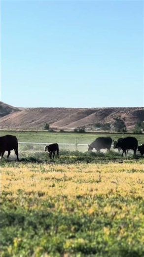 Why do ranchers move cattle from pasture to pasture?