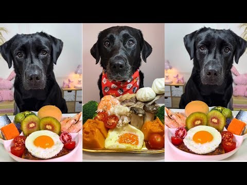 Tasty Dog Meal Battle | Which Labrador Picked the Best Plate?
