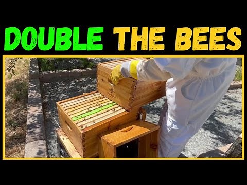 When to add a SECOND brood box to your beehive