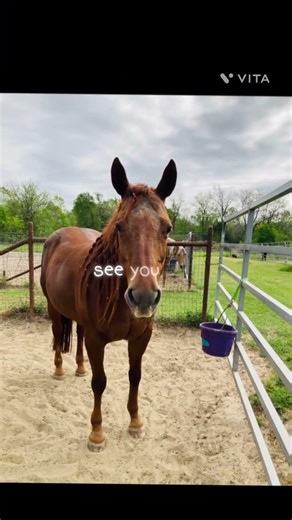 I will love them forever! #reining #horse #fypシ #equestrianjourney #love #reininghorse #loveforever