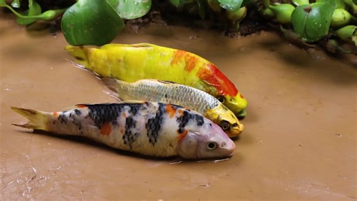 Stop Motion ASMR Goldfish Experiment Variant Hunting Beetles In Primordial Mud - Making Grilled Fish #fishworld #stopmotioncooking #fypシ #fyp #funny #cute #fishing #xuhuong #tiktok #indonesia #philippines #brazil #stopmotionanimation #stopmotion