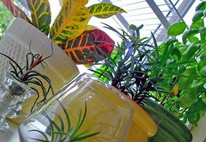 How to Care for Indoor Plants (Houseplants) | Planet Natural