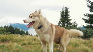 4.5M views · 37K reactions | Illegal Dogs That Are Banned Around The World! | Mysterious Stories | Facebook