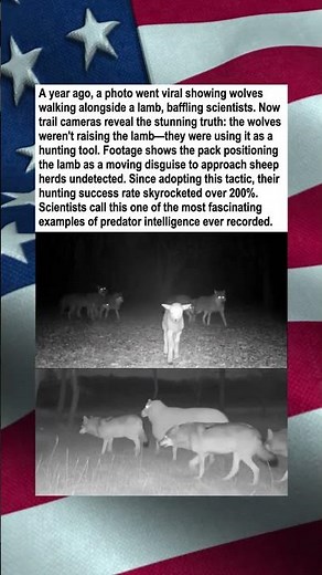 Wolves Use Lamb to Hunt Sheep
