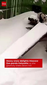 "Snow day joy! ❄️🐼 #Moscow #Zoo’s #panda Katyusha can’t get enough of sliding down the snowy hill — pure happiness in every tumble!" | The Times of India | World