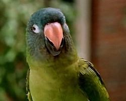 Paulie (1998) ⭐ 6.5 | Adventure, Comedy, Drama