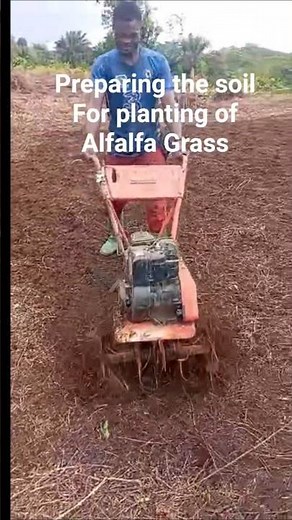 preparation of the soil for planting. alfalfa grass