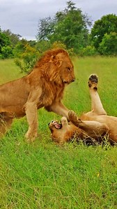 99K views · 1.8K reactions | These young lions are testing each other through play. One is clearly more dominant. | Cute Tings | Facebook