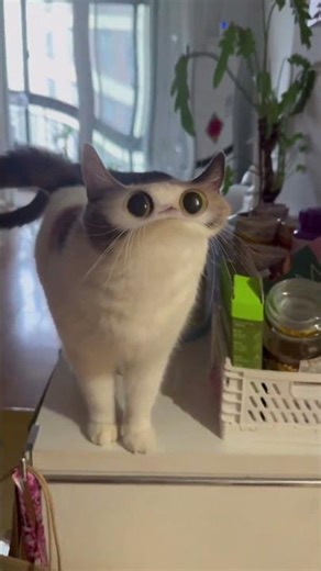 Big-Eyed Cat Looking Confused 😂👀