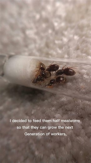 Lasius flavus back from hibernation! #antcolonyupdate