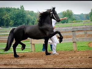 Friesian Horse Keurings ~ be there!