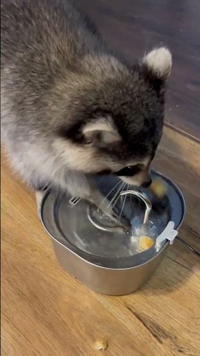 Why Do Raccoons Wash Their Food? | The Science Behind Raccoons’ Sensitive Hands