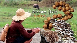 Wild food adventure: Rattan fruit & split gill mushroom