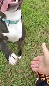 26K views · 2.3K reactions | UPDATE BRONCO HAS BEEN ADOPTED AND HAS LEFT THE SHELTER Bronco is on the EUTH LIST. He went to playgroup today and was dog social, here are his notes 26-MAY-23 - ROUGH AND ROWDY - RR/GD/SO good corrections, steerable. Please consider him he is running OUT OF TIME. https://www.facebook.com/250846728289533/posts/9650149301692515/?mibextid=Nif5oz #a2259087 | Rescue Me Tampa - Shelter Dogs | Facebook