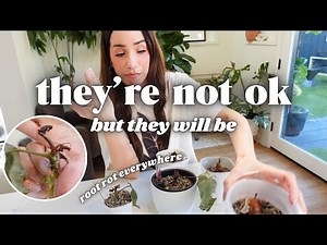 intervention day | treating root rot + restarting struggling plants