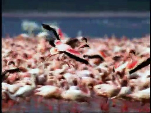 Baby Einstein Baby Noah (2009 Grow with Me)