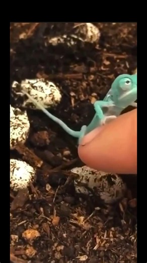 Super Cute Baby Chameleon ~ 🦎 Blame it on the Alcohol