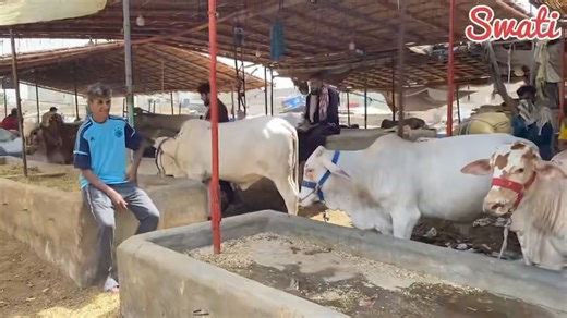 127K views · 2.2K reactions | Shaded Garmi  Malir Mandi Cattle Rates Update |25-June-2024 | Update By Swati ❤️ For promotion And vloging: 03243467856 #malirmandi #bhainscolony #sohrabgoth #cattlemarket #f4f #brahman #livestock #cow #cows #farm #cowsofinstagram #cattle #animals #nature #farming #Dangerous #Goatfarm #bakra #Bakramandi #lalukhetbakramandi | Mandi by Swati -Vlogs | Facebook