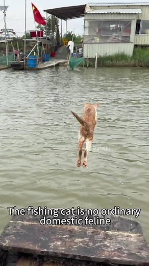 Dafeiju (@dafeiju7) - Discover the Unique Adaptations of Fishing Cats