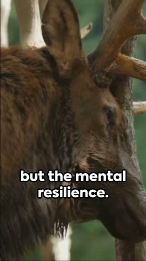 Spirit Animal Guide: The Deer #spiritanimal